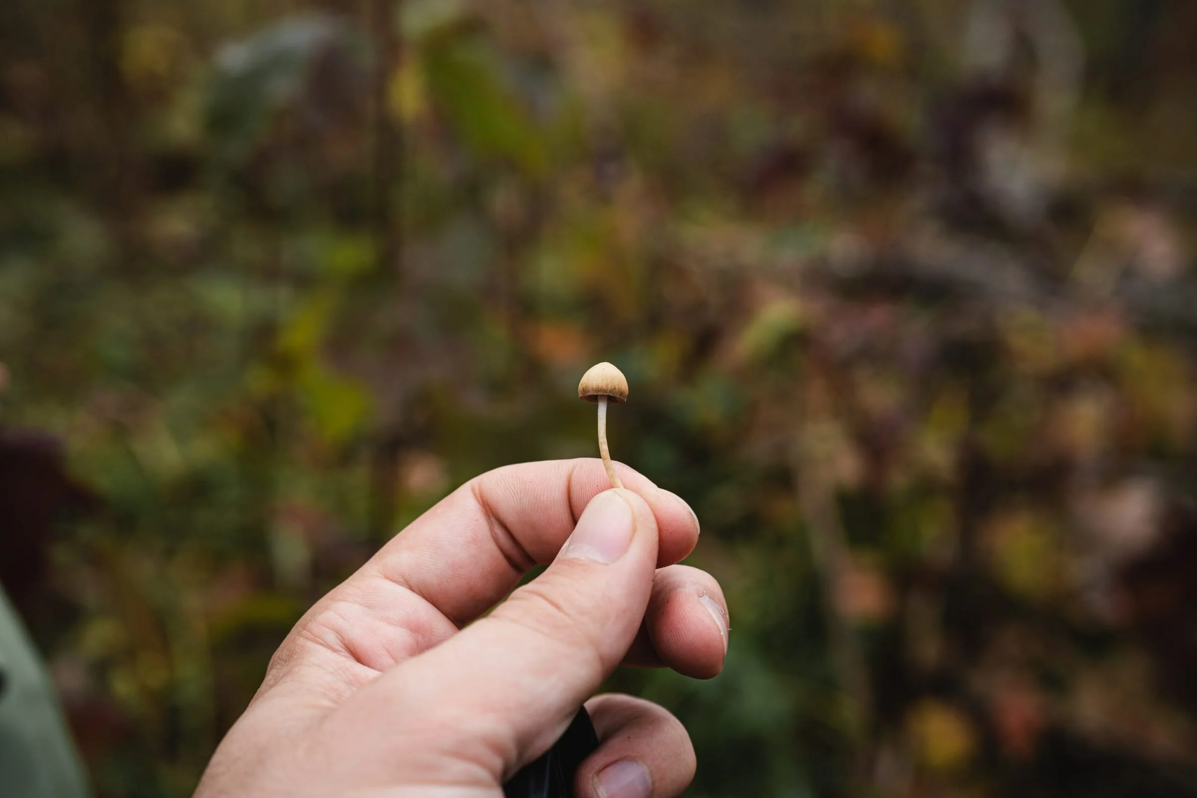 A small mushroom held between finger and thumb