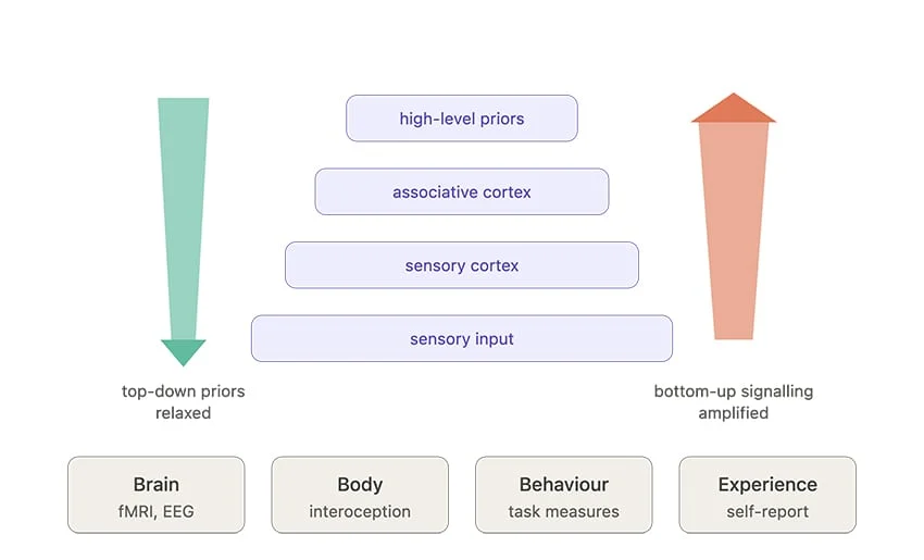 Diagram of the model the study tests: psilocybin relaxes high-level priors and amplifies bottom-up signals, measured in the brain, body, behaviour and experience
